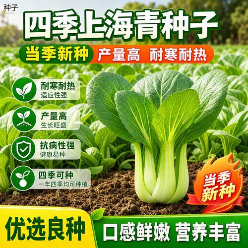 正宗上海青种子小青菜四