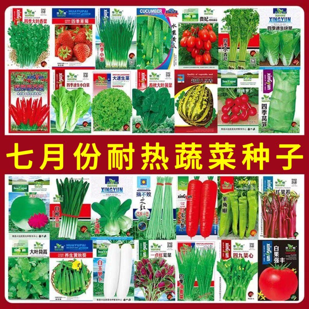 七月份种耐热好种蔬菜种子