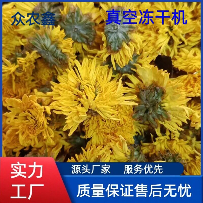 鲜花冻干设备 家用冻干机大型冻干机 FD真空干燥设备