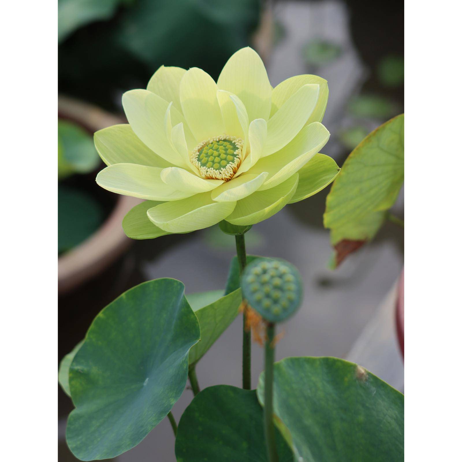 【金陵凝翠】-中大型盆栽观赏荷花庭院水生花卉 碗莲种藕莲痴瓦力