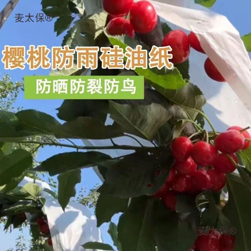 樱桃防雨纸防鸟袋子套袋果腊纸防裂果大大樱桃白纸