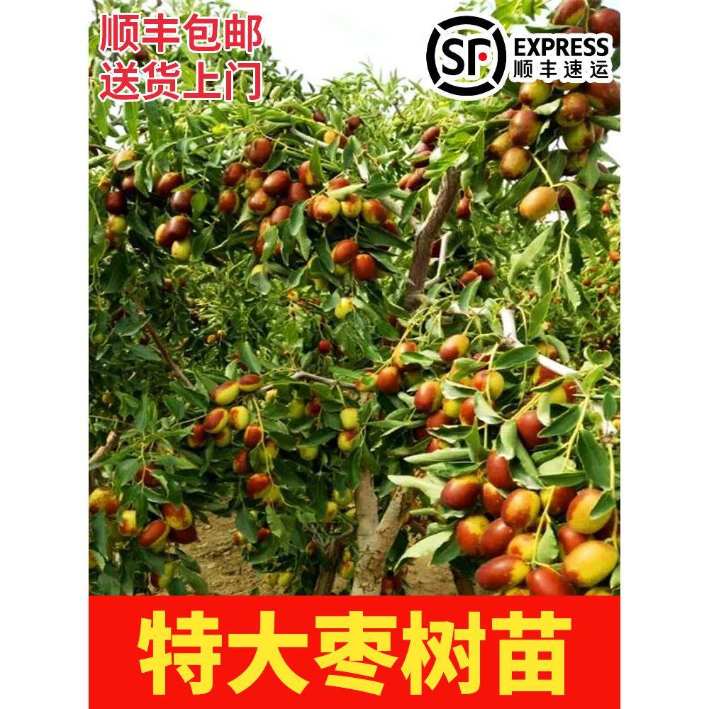 枣树活苗当年结果特大枣树带土球盆栽庭院地栽冬枣二代南北方种植