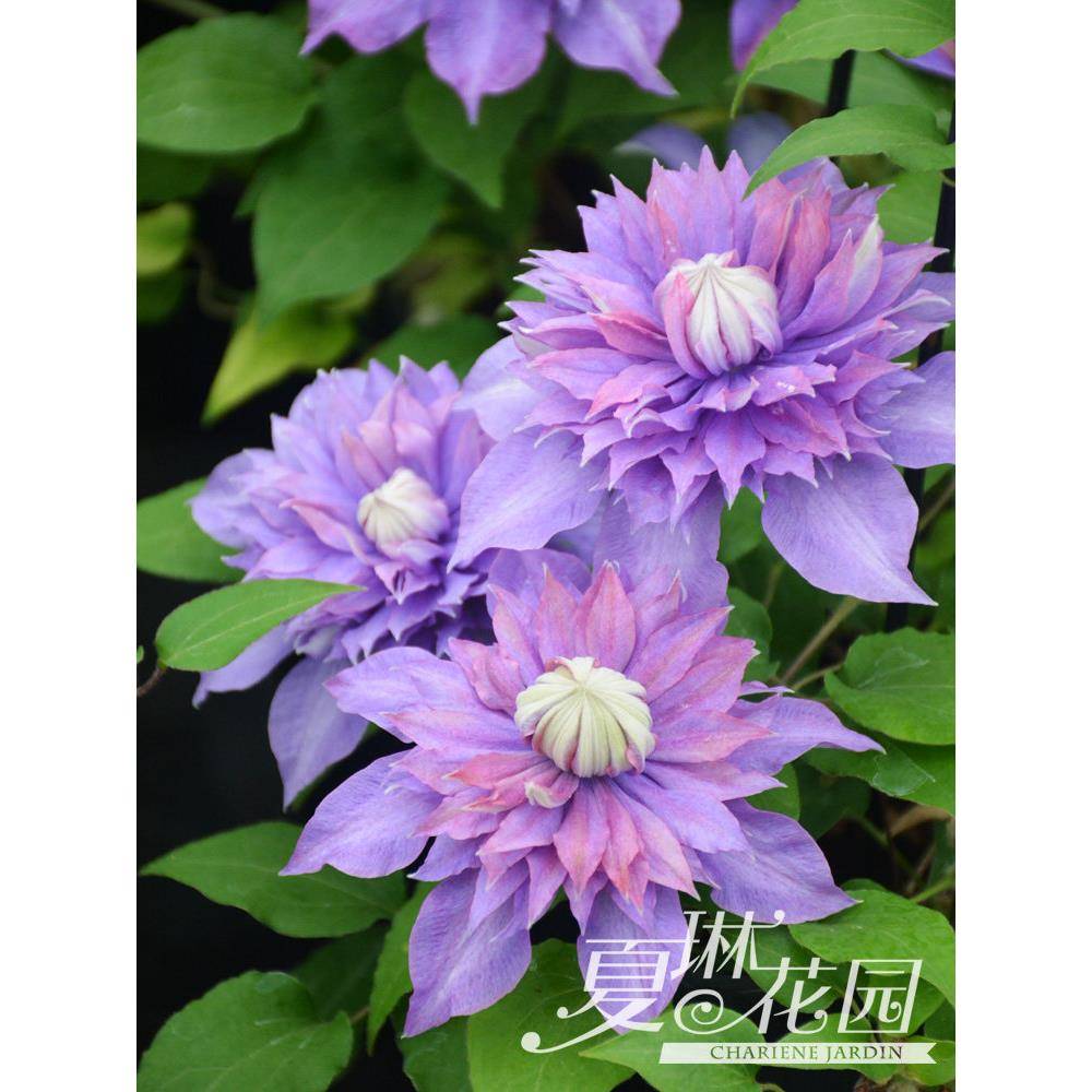 夏琳花园铁线莲2.5年裸根苗二类早花组大道庭院阳台爬藤攀援花卉