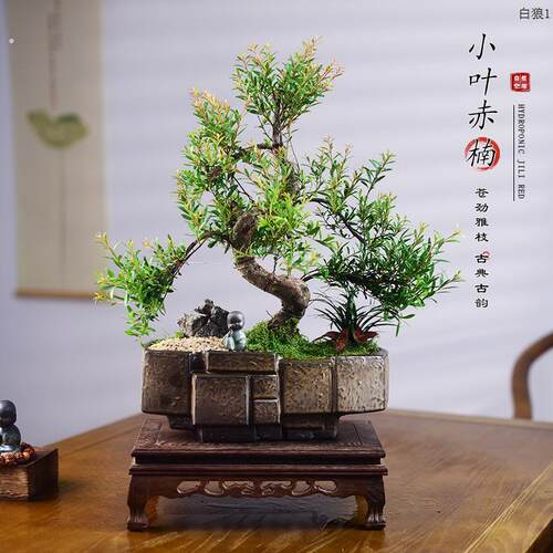 造型小叶赤楠盆景老桩室内茶室办公室中国风绿植盆栽送礼植物摆件