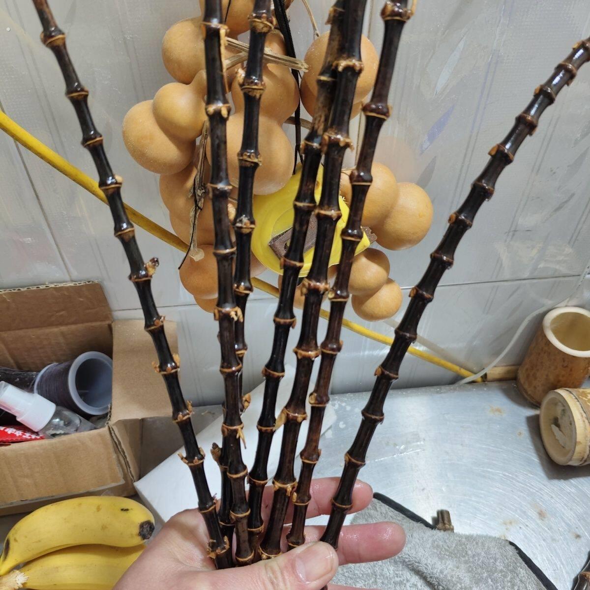 紫竹根(阴干老料)手镯料葫芦镶口鼓鞭料 直径范围只能标准大概