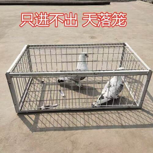 新款天落笼鸽子笼只进不出撞门活络门全自动加密铁笼户外诱捕