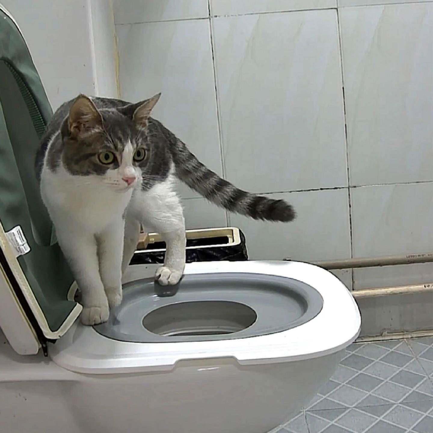 猫砂盆猫咪马桶训练器防外溅防带砂防臭猫厕所超大号猫屎盆宠物