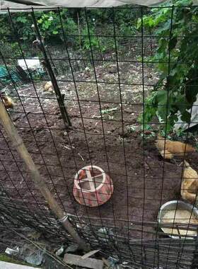 孔塑养鸡围网网格拦拦鸡网养殖鸽子铁网防护网硬网铁丝网围栏小养