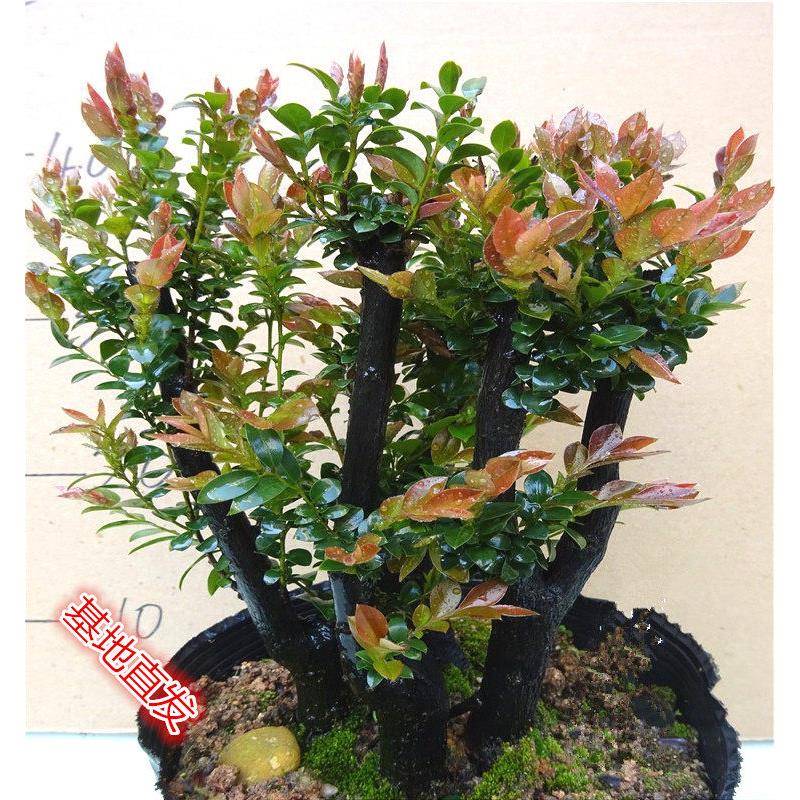 名贵小叶紫檀植物树桩绿植盆景 室内客厅办公室盆栽花卉四季常青