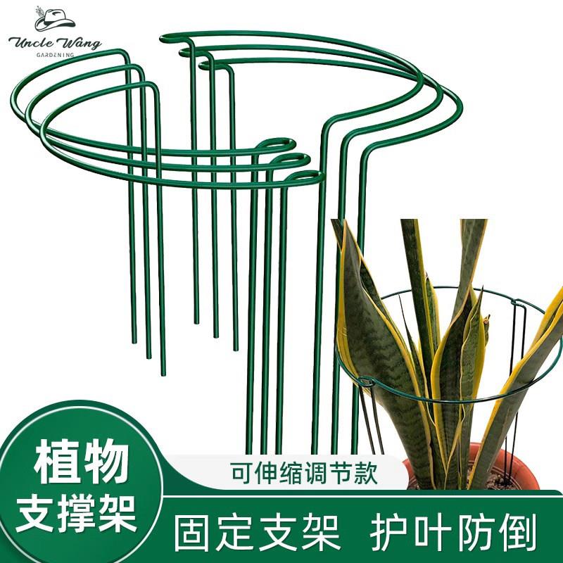 种花王大爷 蟹爪兰花架子铁艺花架藤架植物伸缩杆固定支撑爬藤架图片