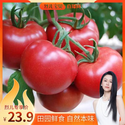 【烈儿宝贝】山东海阳普罗旺斯西红柿新鲜自然熟沙瓤水果番茄