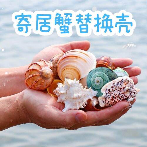 寄居蟹好看的壳寄居蟹专用躲避屋海螺特大号寄居蟹专用替换壳可爱