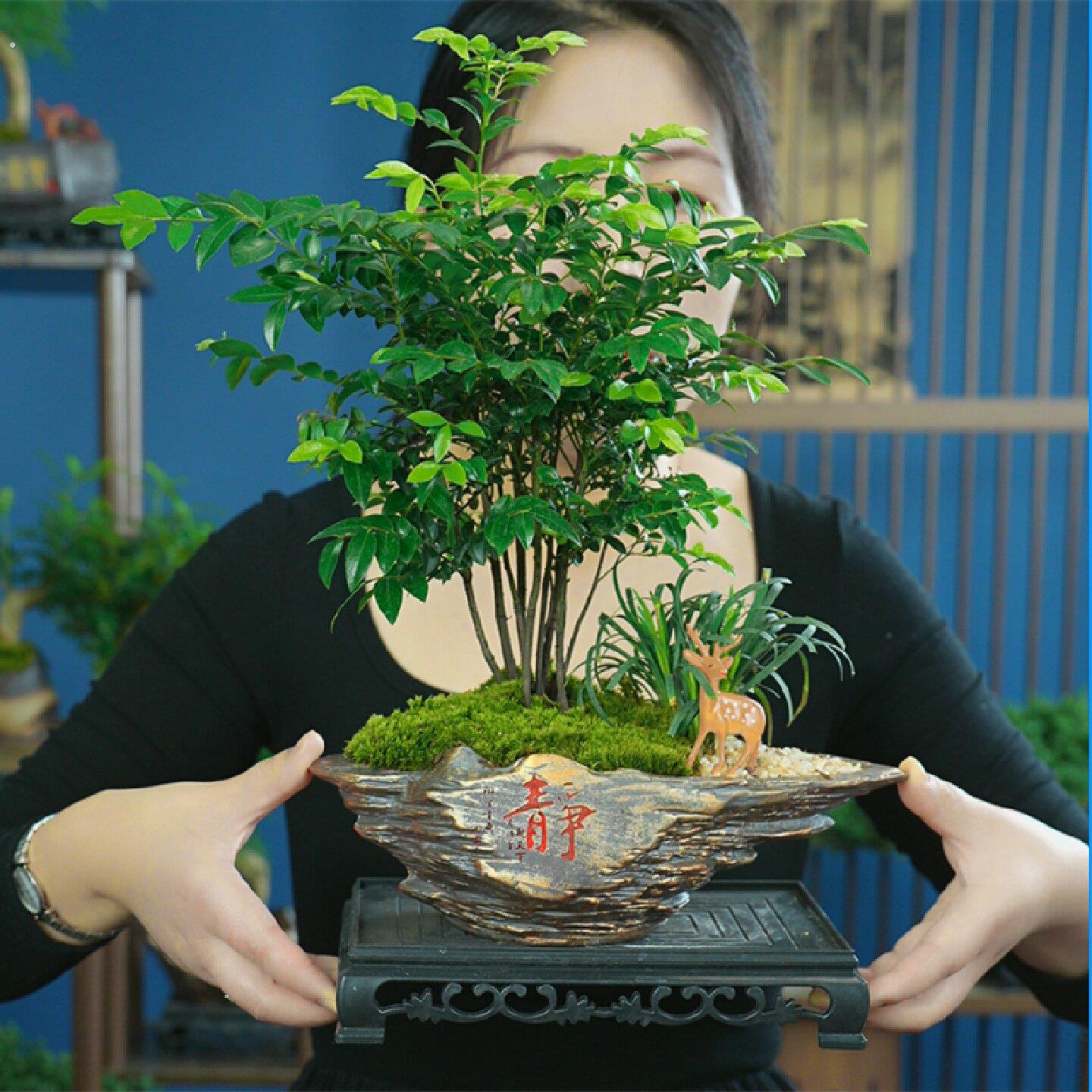 丛林小叶紫檀绿植盆栽客厅四季好养室内种植桌面小盆景植物摆件