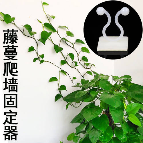 绿萝爬墙藤蔓专用免钉自粘挂钩