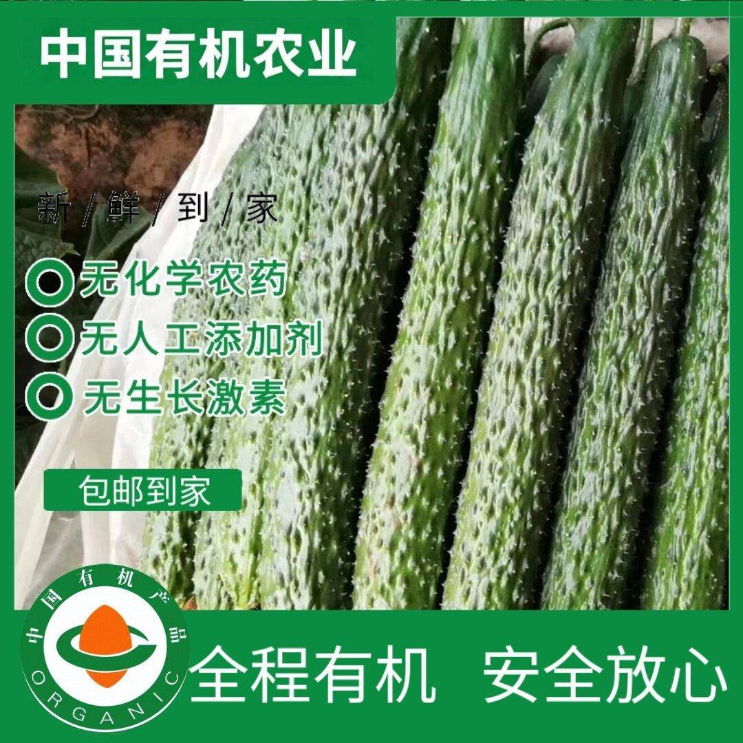 有机刺黄瓜5斤有机认证现摘现发新鲜蔬菜天然黄瓜炒菜黄瓜