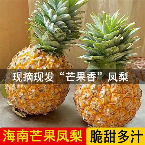 脆甜多汁芒果香味凤梨海南金钻凤梨现摘现发礼盒