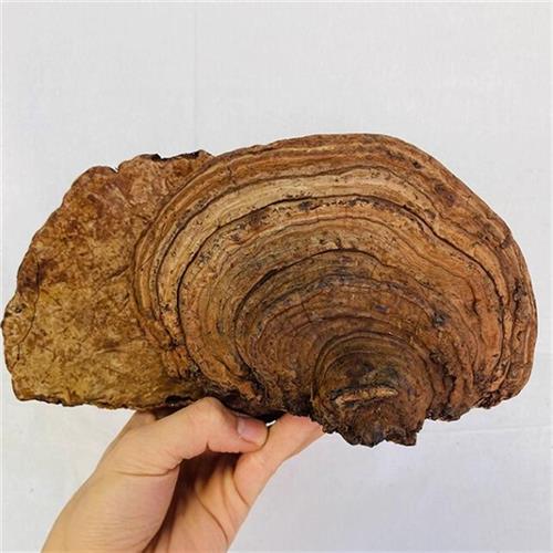 海南产野生树舌灵芝地道平盖灵芝500g