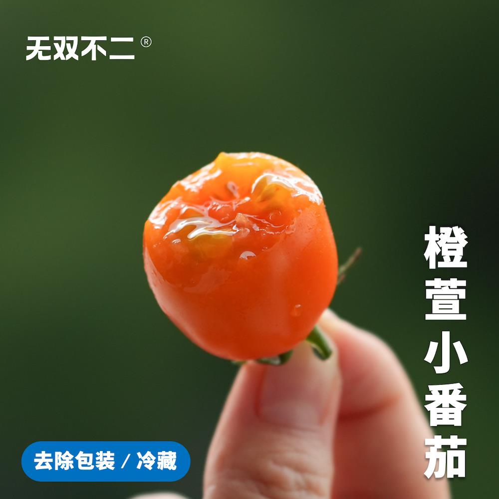 下波约！无双不二橙萱小番茄黄金圣女果西红柿子黄蕃茄自然熟现摘