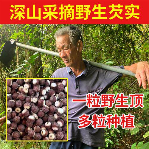 深山野生芡实500g干货特级中药材正品旗舰店鸡头米薏米赤小豆茯苓