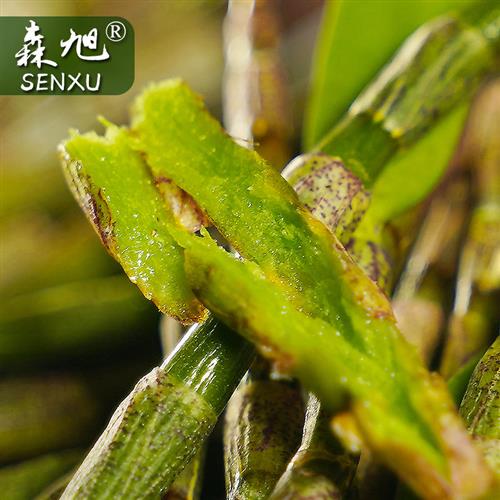 浙江铁皮石斛鲜条 雁荡山种植石斛 4年生铁皮石斛 新鲜铁皮石斛50
