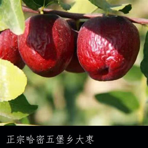 新疆哈密五堡大枣无硫脆枣超干硬无水洗红枣自然风干晾晒煲粥泡水