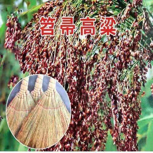 扫帚高粱种子东北笤帚糜子种子条帚扫帚红高粱种籽扫把高粱种子