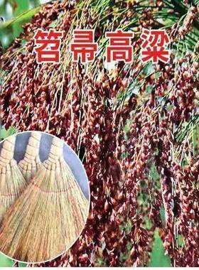 东北红高粱笤帚糜子种子