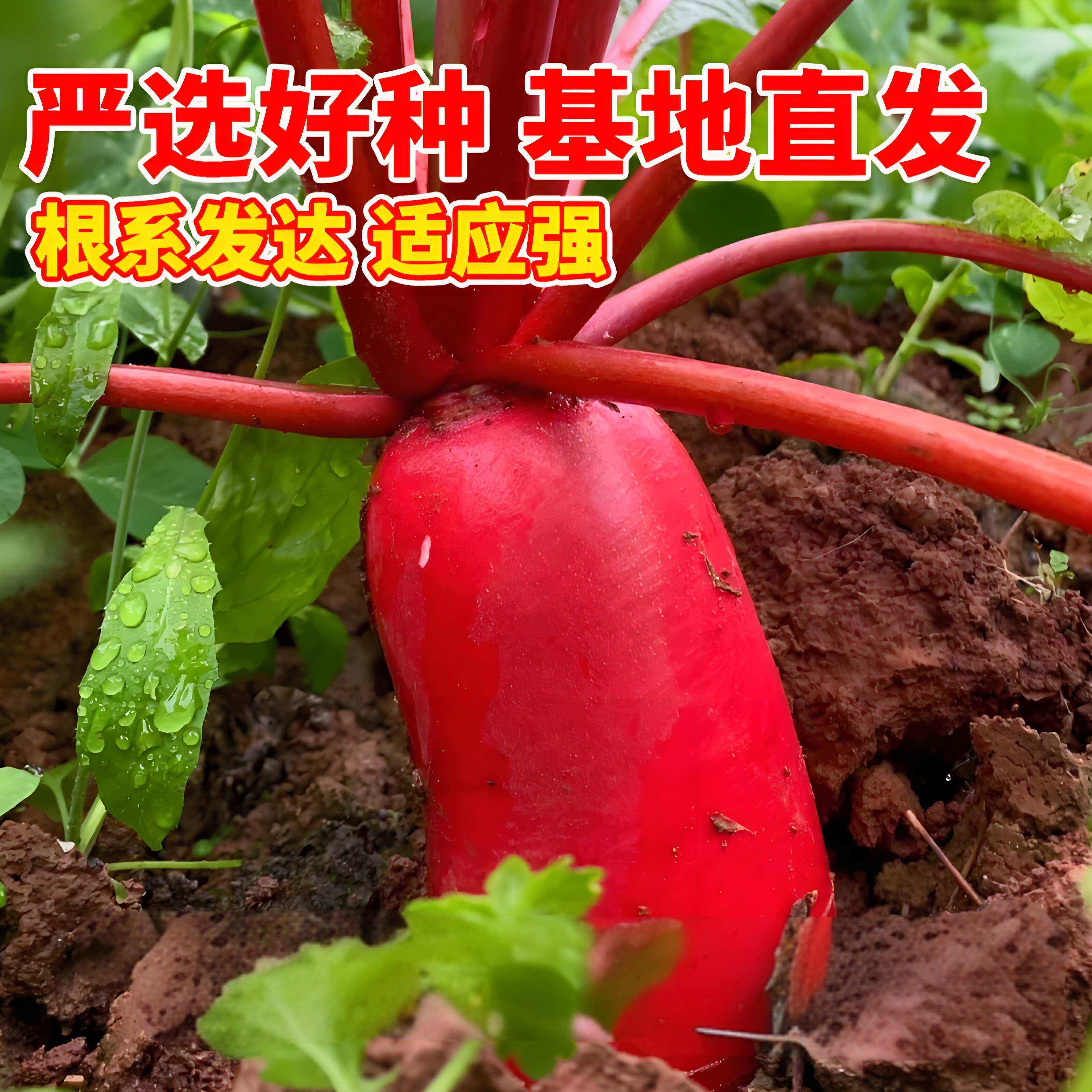 四季满身红高产特大红袍萝卜种大种子红皮白心四季蔬菜种子红萝卜