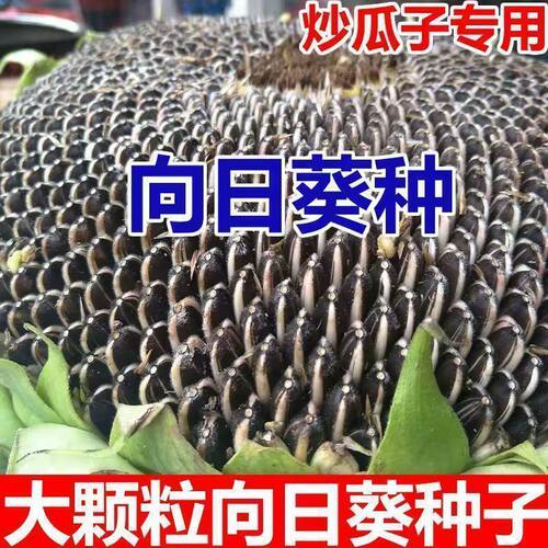 食用向日葵种子矮杆大粒高产饱满