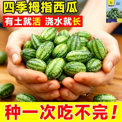迷你拇指西瓜种子阳台盆栽