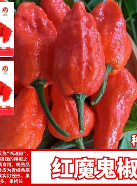 云南红魔鬼椒种子超辣吃辣勿死神