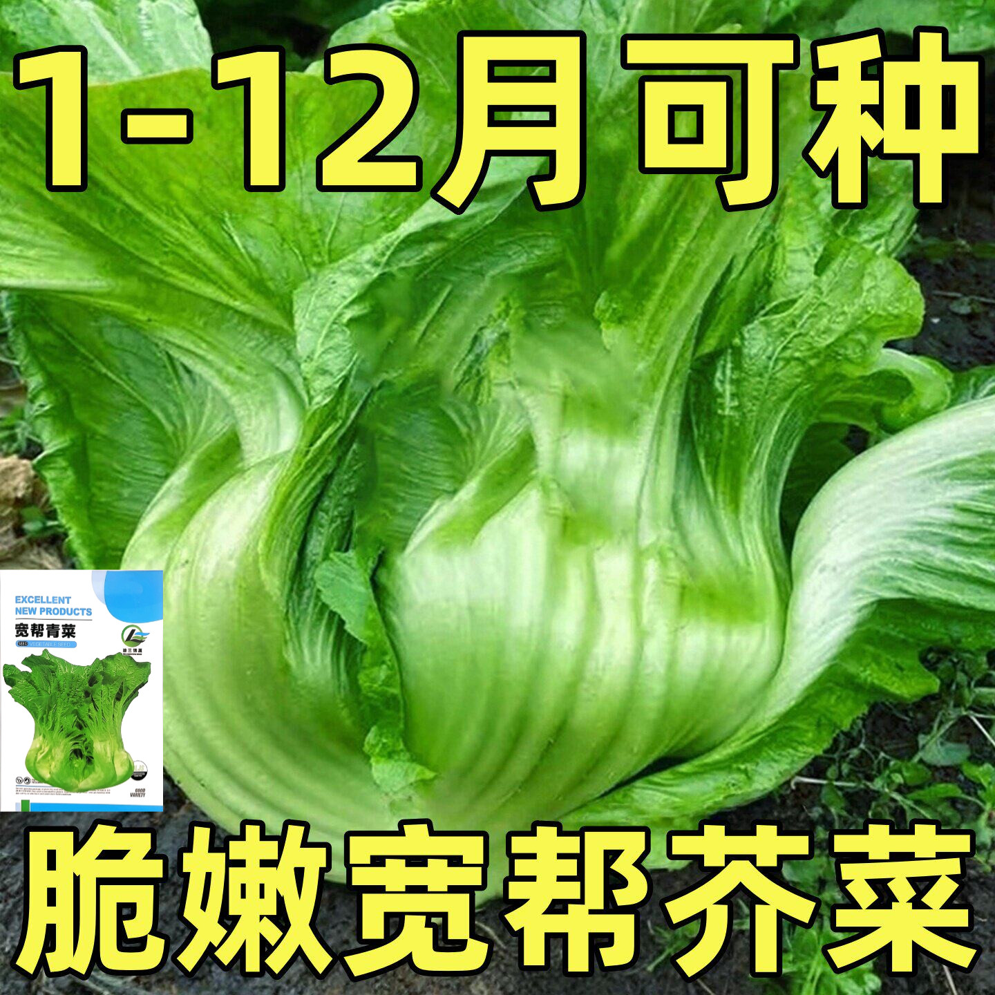 宽帮青菜种子春季秋冬季四川盖菜大叶宽梆芥菜种籽腌泡菜酸菜种孑