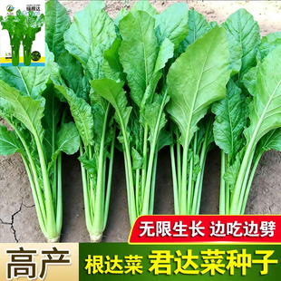 根达菜种子牛皮菜莙荙君达菜种籽易种四季播多年生根达菜蔬菜种孑