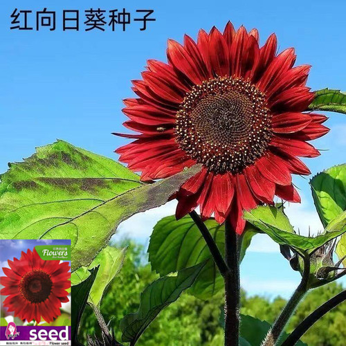 重瓣红向日葵矮脚种子耐热耐旱