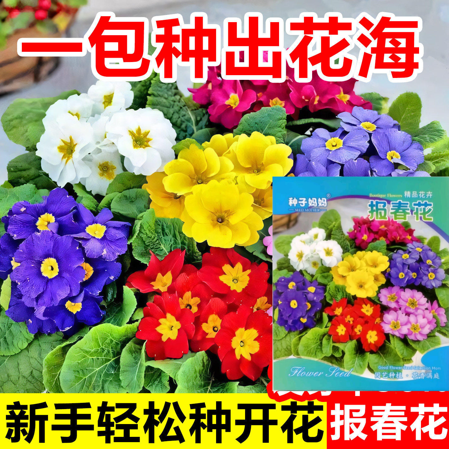 德国报春花种子四季易活开花图片
