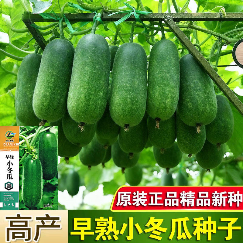 早熟小冬瓜种子毛瓜冬瓜小节超小冬瓜种籽高产类种子大瓜全可盆栽