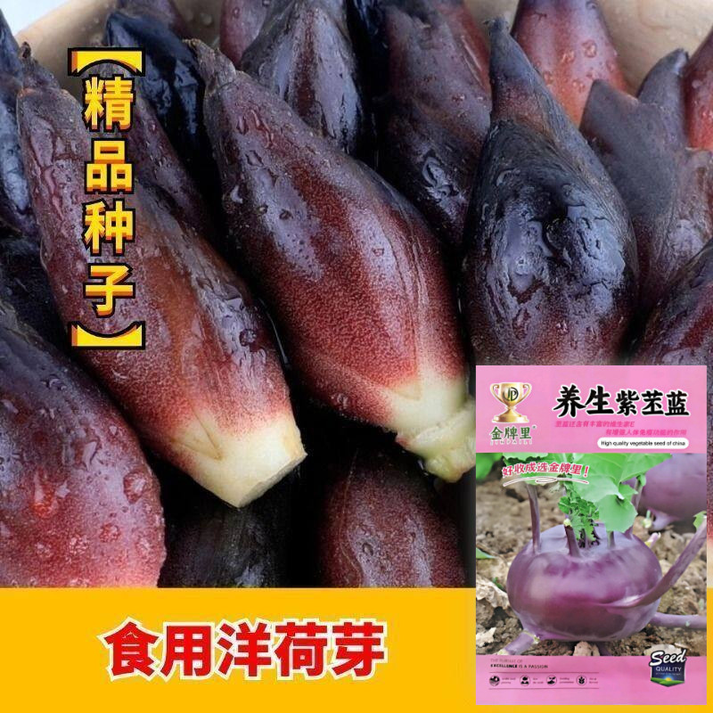 正品食用洋荷芽种子阳菏新鲜洋荷笋洋霍阳合姜洋火蘘荷洋河野菜