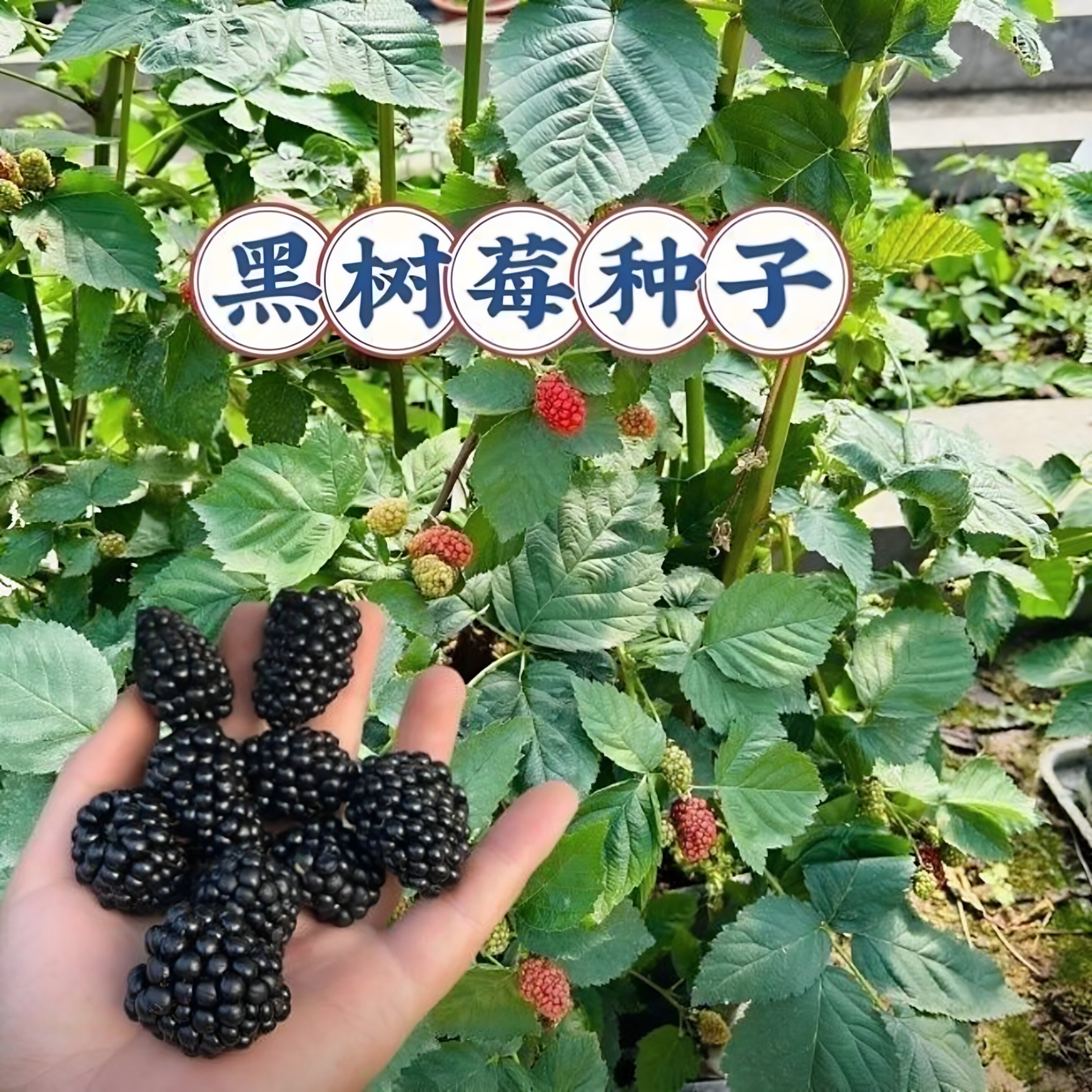 甜蜜黑树莓种子黑树莓种子耐寒黑树莓种子阳台盆栽小院种植简单种