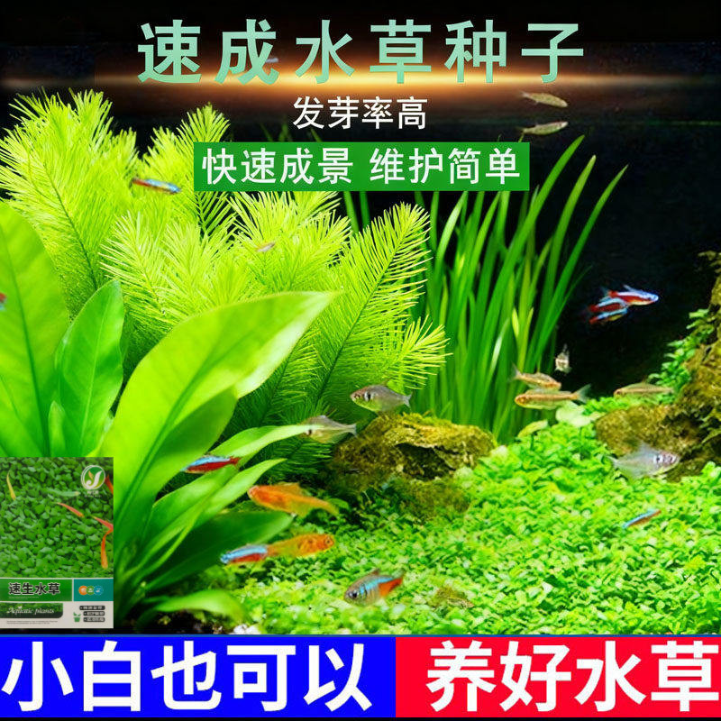 水草种子水培懒人鱼缸造景图片