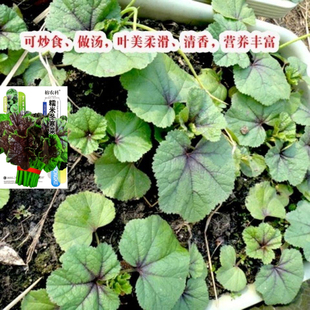 糯米冬寒菜种子苋菜冬葵菜滑肠菜高钙蔬菜种籽四季种植反复采收
