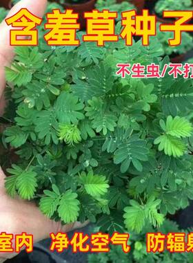 含羞草种子四季室内阳台盆栽