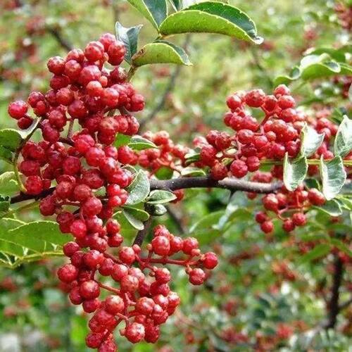 新采无刺花椒种子育苗春秋播