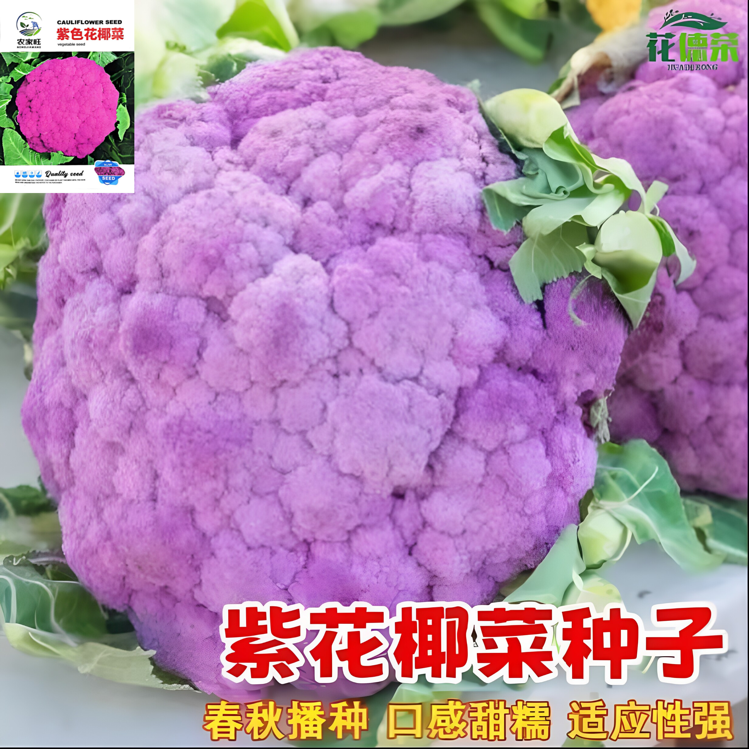 紫色花椰菜种子紫花菜种籽紫菜花种子春秋种植高产庭院农家蔬菜籽