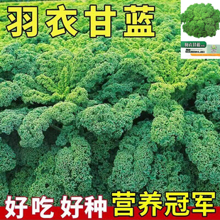 羽衣甘蓝 耐热耐寒营养冠军菜大田易活盆栽高钙蔬菜阳台 四季可播