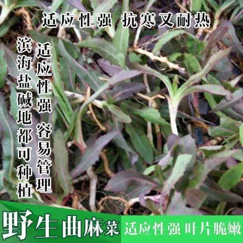 【野生苦麻菜曲芽菜种子】野生红曲麻菜东北野菜一年种植多年收获