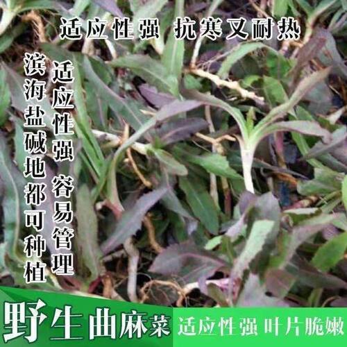 东北野生苦麻菜种子一年收多年播