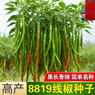 8819线椒种子超长特辣四季播