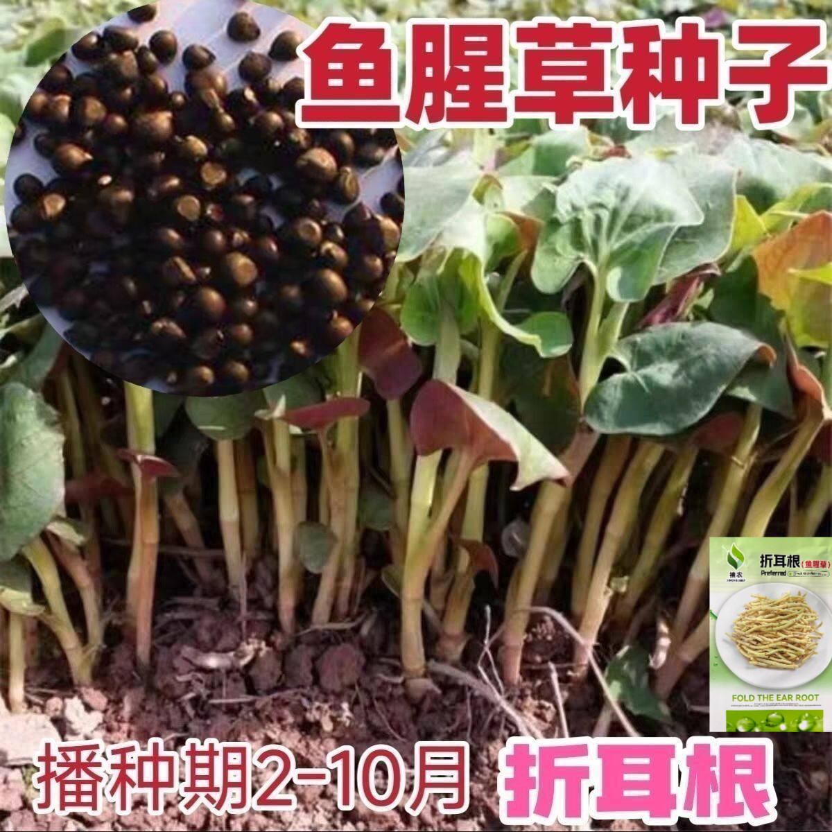 鱼腥草种子_种籽折耳根种根种苗新鲜盆栽四季贵州云南四川