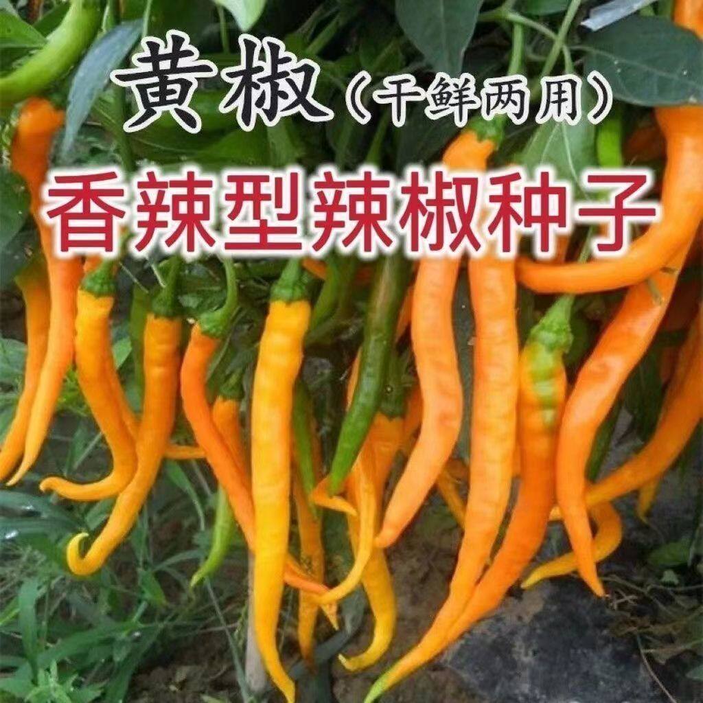 湖南黄线椒种子黄贡椒种子香辣高产黄小米辣椒正品黄椒种籽蔬菜籽