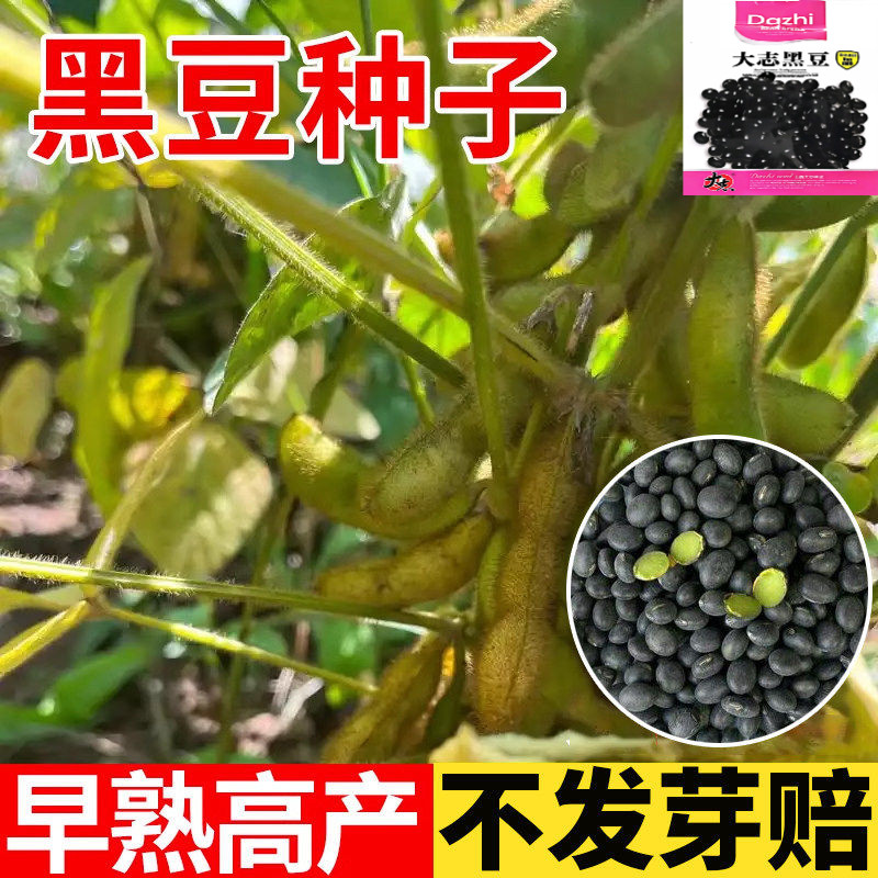 老品种大粒高产绿心黑豆种子图片